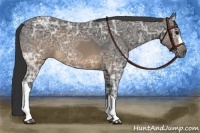 Horse Color:Buckskin Ice 