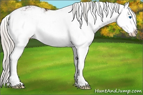 Horse Color:Silver Black Sabino Splash