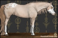 Horse Color:Liver Chestnut Pearl Sabino Appaloosa