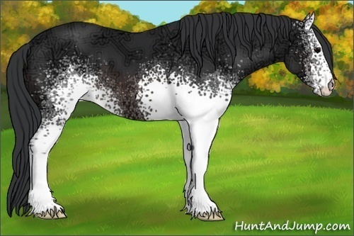 Horse Color:White Spotted Brown Ice 