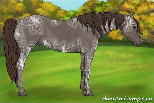 Horse Color:Liver Chestnut Ice 