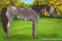 Horse Color:Liver Chestnut Ice 