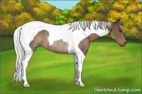 Horse Color:Silver Black Tobiano Rabicano