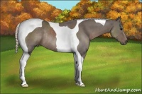 Horse Color:Silver Black Tobiano Rabicano 