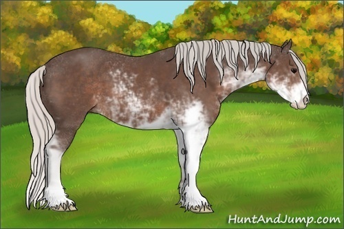 Horse Color:Silver Black Sabino 