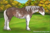 Horse Color:Silver Black Sabino 
