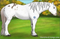 Horse Color:Buckskin Snowflake Varnish 