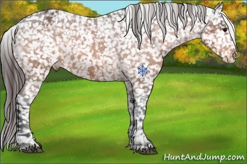 Horse Color:Bay Snowflake Varnish 