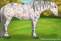 Horse Color:Bay Snowflake Varnish 