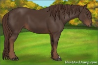Horse Color:Liver Chestnut
