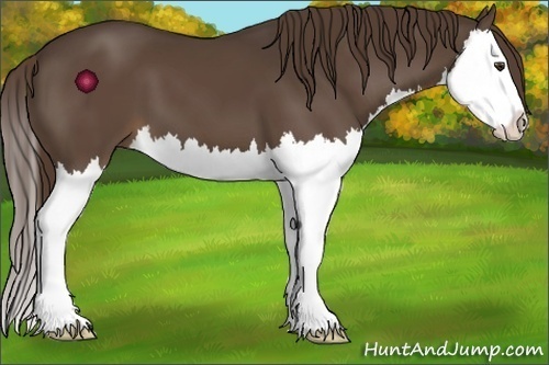 Horse Color:Liver Chestnut Splash 