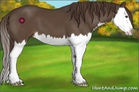 Horse Color:Liver Chestnut Splash 