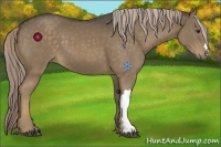 Horse Color:Chocolate Palomino 