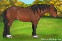 Horse Color:Bay Rabicano