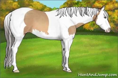 Horse Color:Amber Champagne Splash Tobiano 