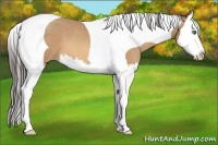 Horse Color:Amber Champagne Splash Tobiano 