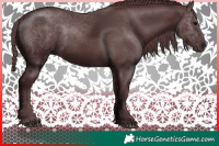 Horse Color:Chocolate Black Rabicano 