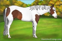 Horse Color:Bay Splash Tobiano