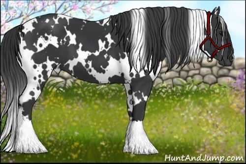 Horse Color:White Spotted Black