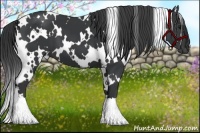 Horse Color:White Spotted Black