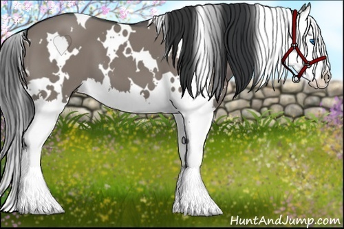 Horse Color:White Spotted Grullo Splash 