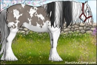 Horse Color:White Spotted Grullo Splash 