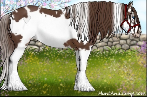 Horse Color:White Spotted Liver Chestnut Splash Frame 