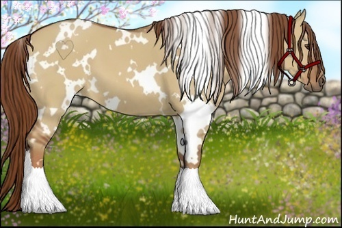 Horse Color:White Spotted Red Dun