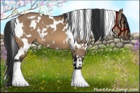 Horse Color:White Spotted Bay Dun 