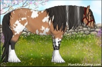 Horse Color:White Spotted Buckskin 