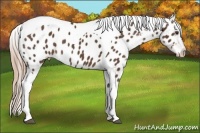 Horse Color:Liver Chestnut Tobiano Appaloosa 