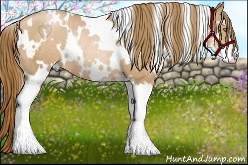 Horse Color:White Spotted Chestnut Pearl Sabino Rabicano 