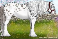 Horse Color:White Spotted Grullo Splash Appaloosa 