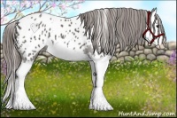 Horse Color:White Spotted Grullo Splash Appaloosa 
