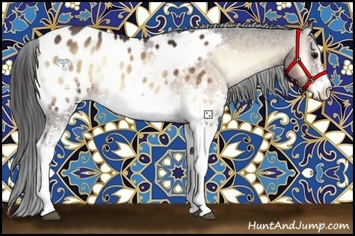 Horse Color:White Spotted Brown Onyx Appaloosa