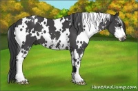 Horse Color:White Spotted Black Sabino