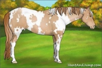 Horse Color:White Spotted Chestnut Pearl