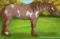 Horse Color:White Spotted Red Roan 