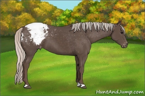 Horse Color:Silver Black Appaloosa