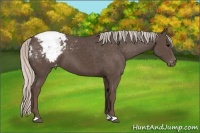Horse Color:Silver Black Appaloosa 