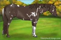 Horse Color:White Spotted Liver Chestnut