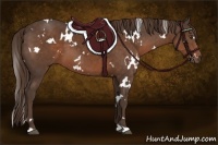 Horse Color:White Spotted Liver Chestnut 