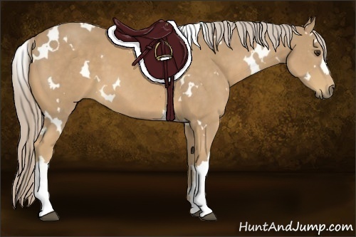 Horse Color:White Spotted Palomino