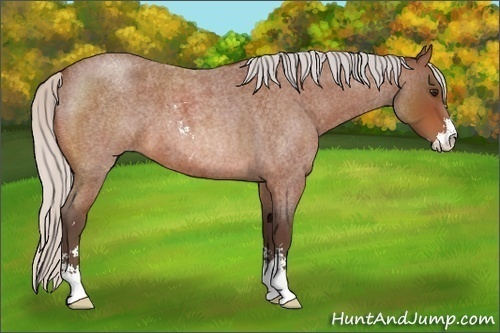 Horse Color:Silver Bay Roan Sabino