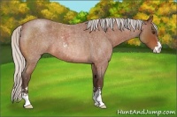 Horse Color:Silver Bay Roan Sabino
