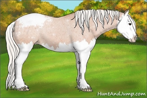 Horse Color:Silver Bay Splash Varnish