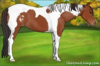 Horse Color:Bay Tobiano Appaloosa 