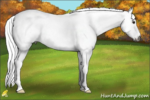 Horse Color:Gray White Spotted Bay 
