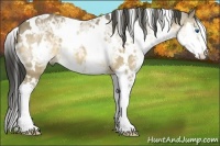 Horse Color:White Spotted Buckskin Ice Splash 