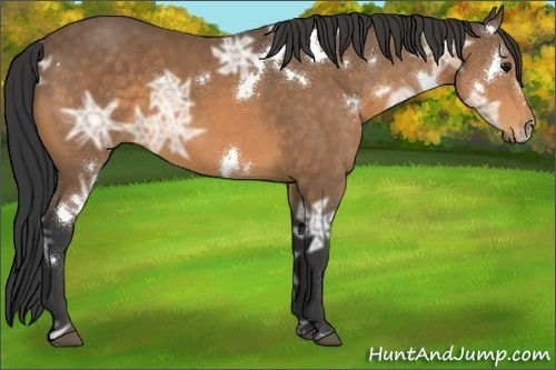 Horse Color:White Spotted Buckskin Ice 